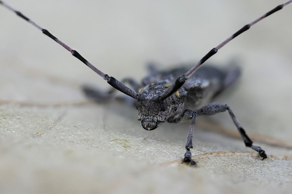 The Insects