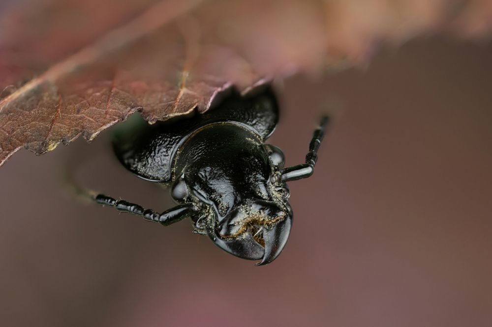 The Insects