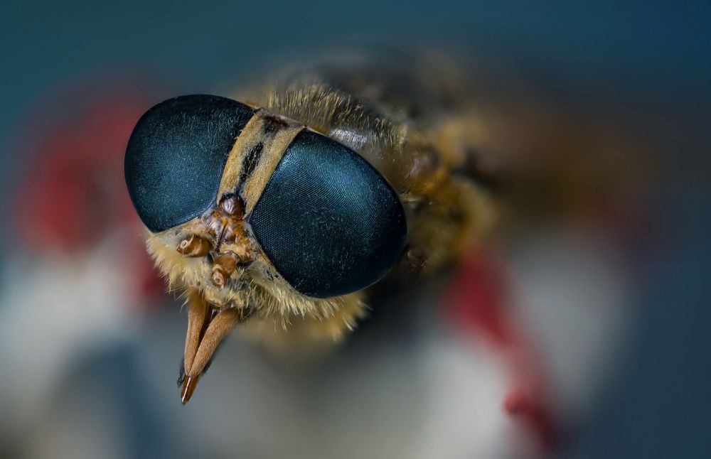 The Insects