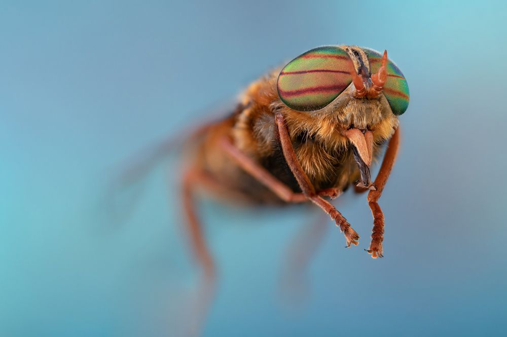 The Insects