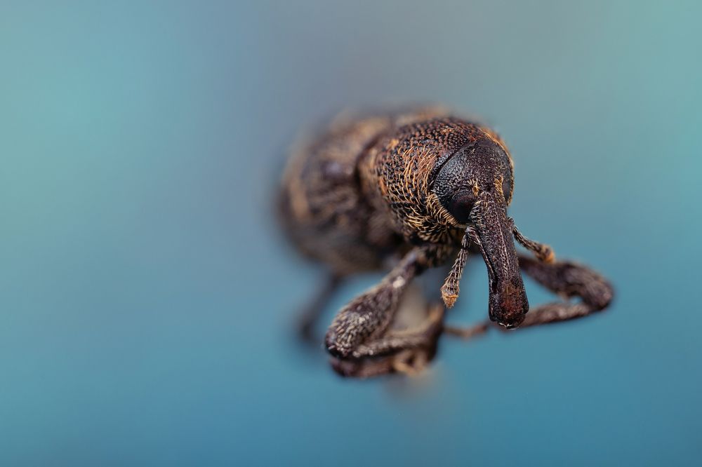 The Insects