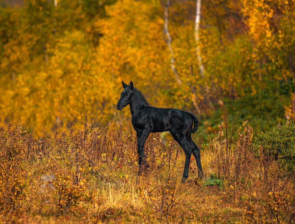 Осенний жеребёнок