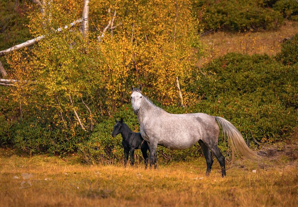 Осенний жеребёнок