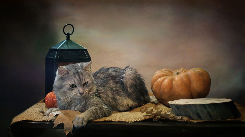 Про котиков и тыквы
