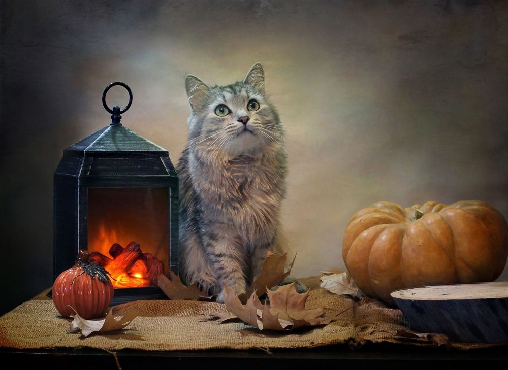 Про котиков и тыквы