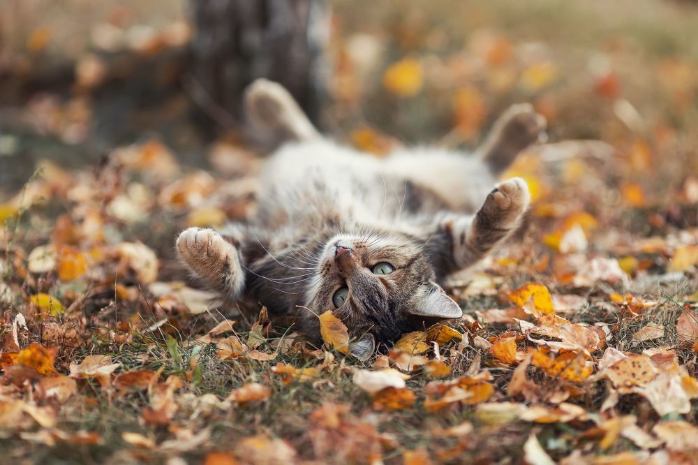 Осенние котики
