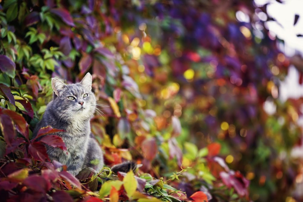 Осенние котики