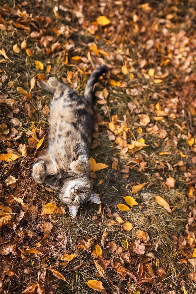 Осенние котики