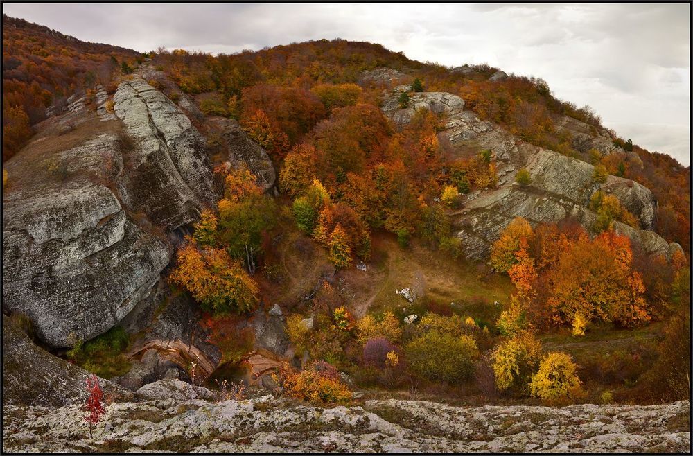 Джурла осенняя