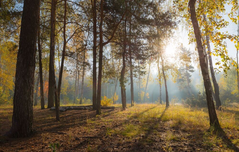 Прозрачное утро