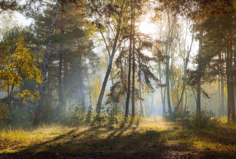 Прозрачное утро