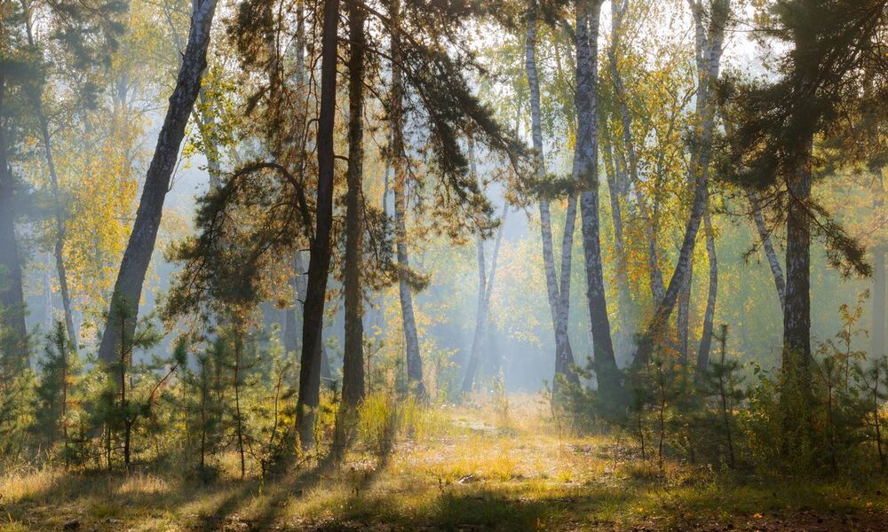 Прозрачное утро