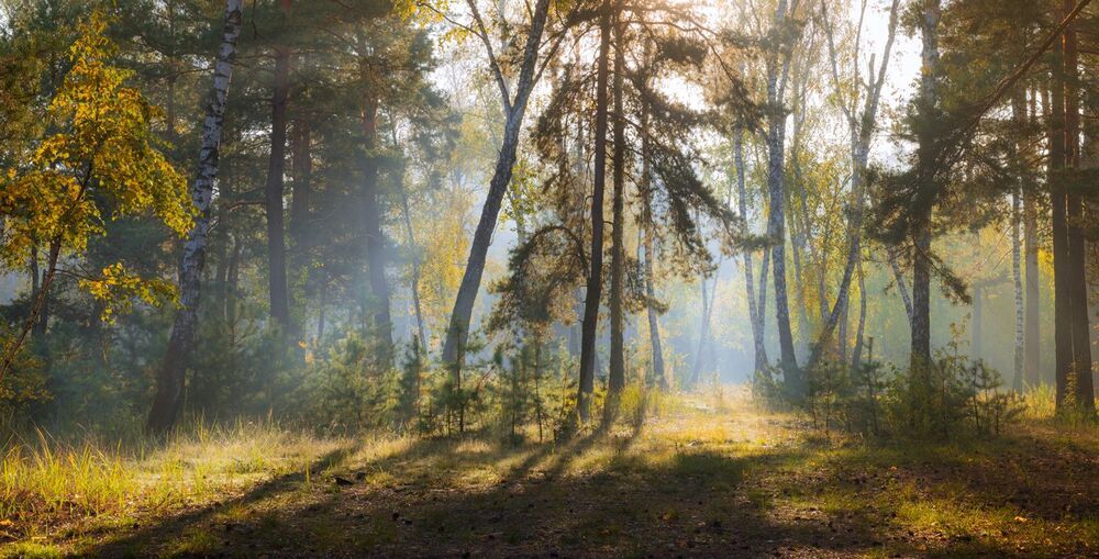Прозрачное утро