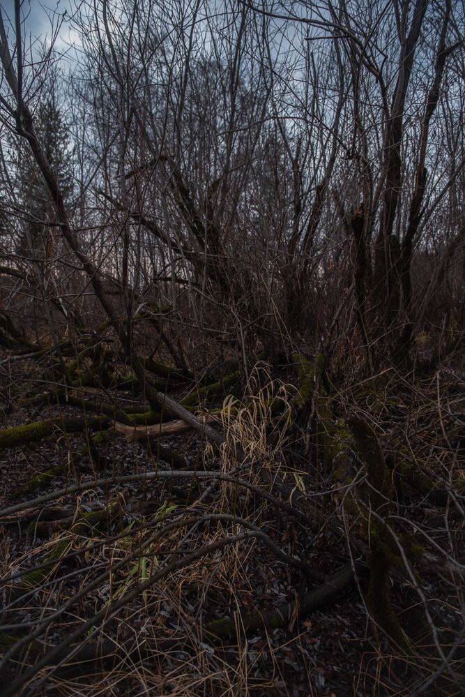 Photo 1797375