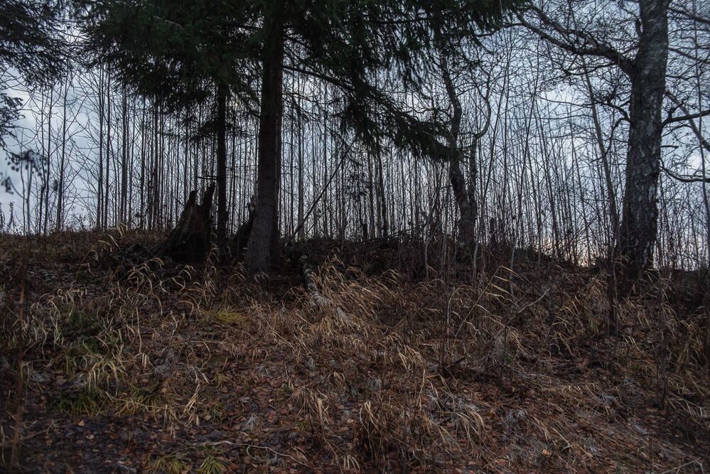 Photo 1797378