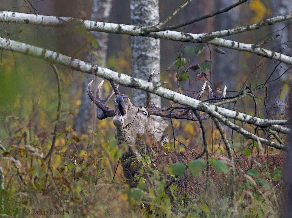 Благородный олень