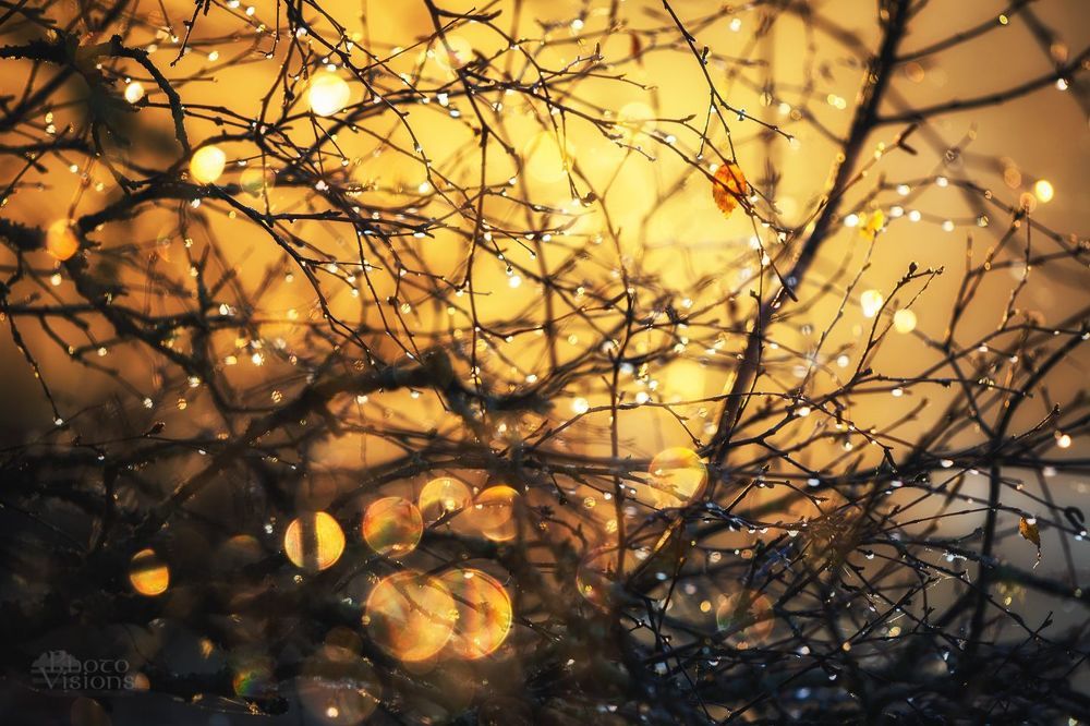 Abstract autumn