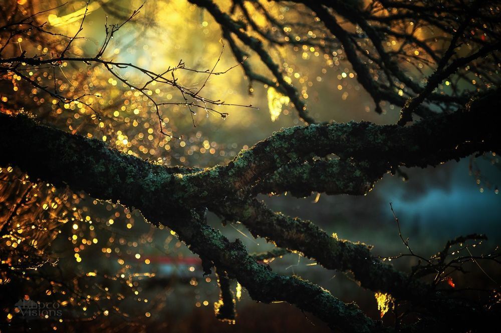 Abstract autumn