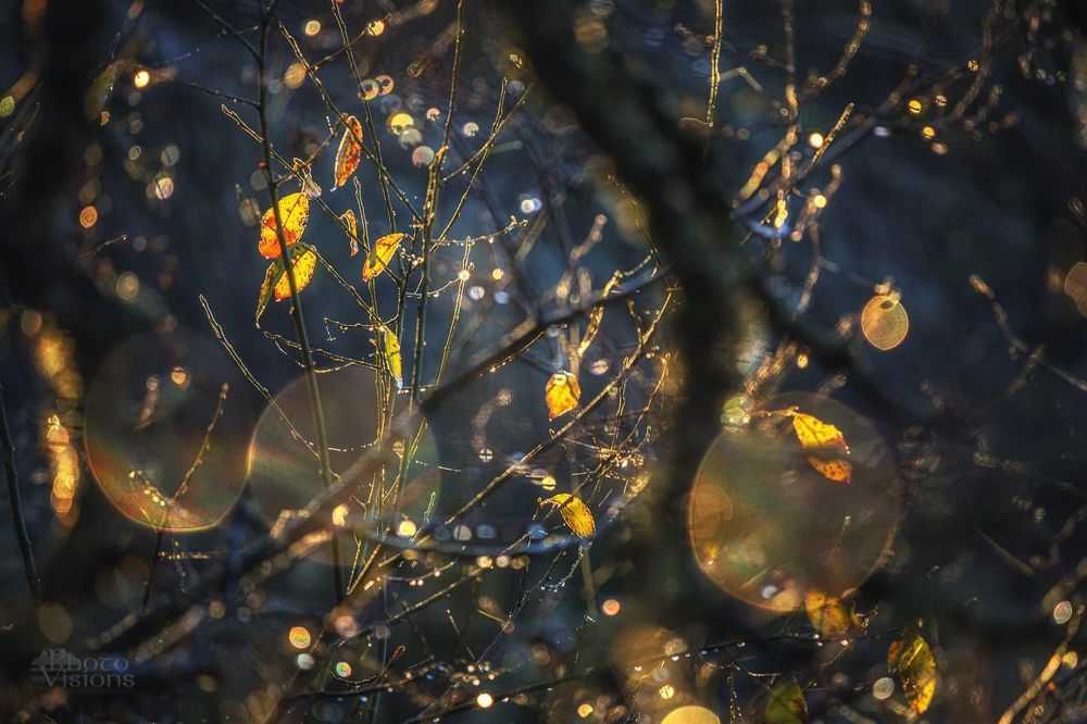 Abstract autumn