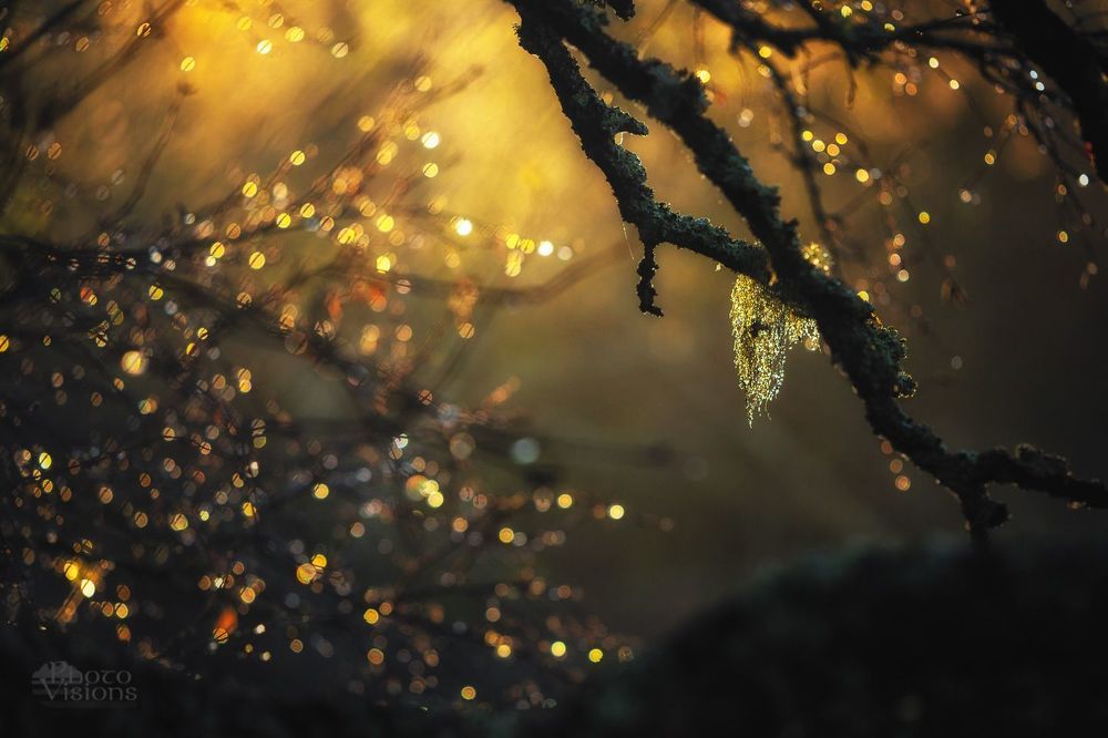 Abstract autumn