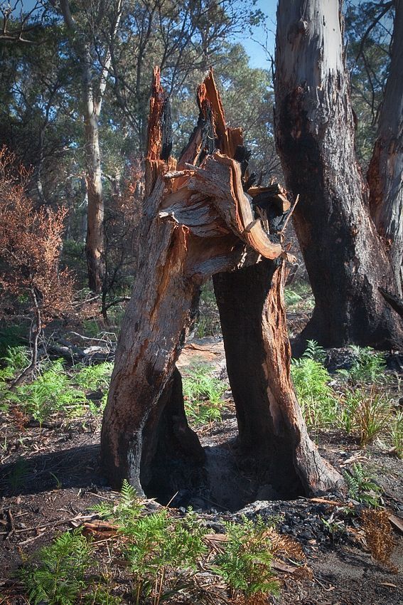 Van Diemen's Land -3
