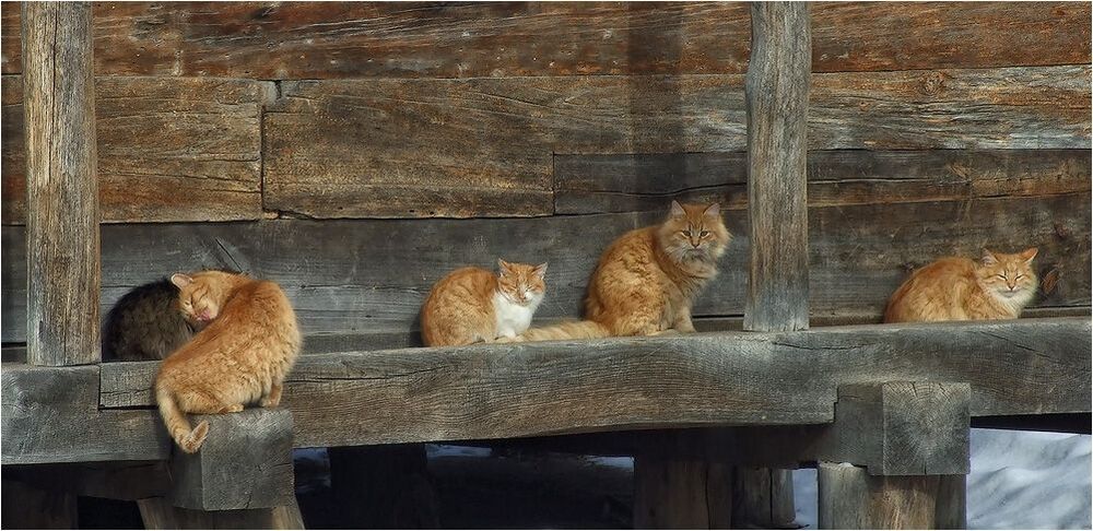 Дружная семейка