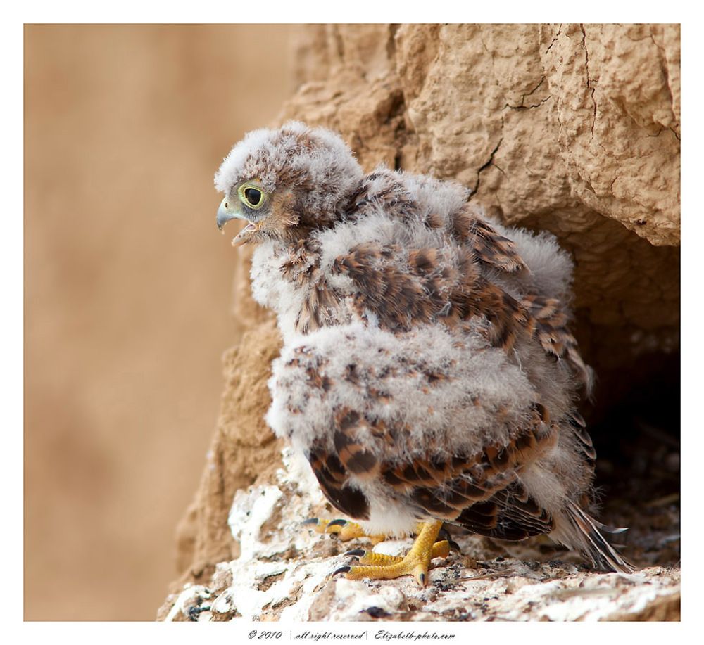 Птенец Пустельги (Falco tinnunculus)