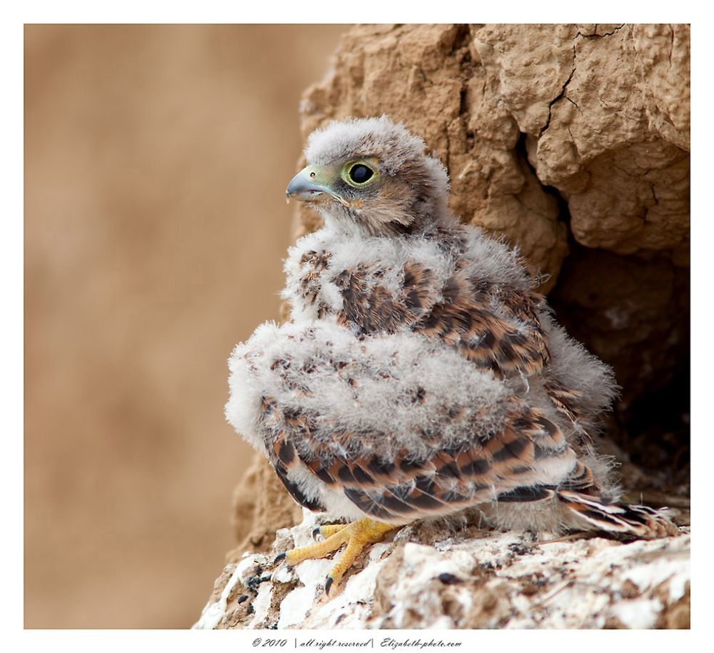 Птенец Пустельги (Falco tinnunculus)