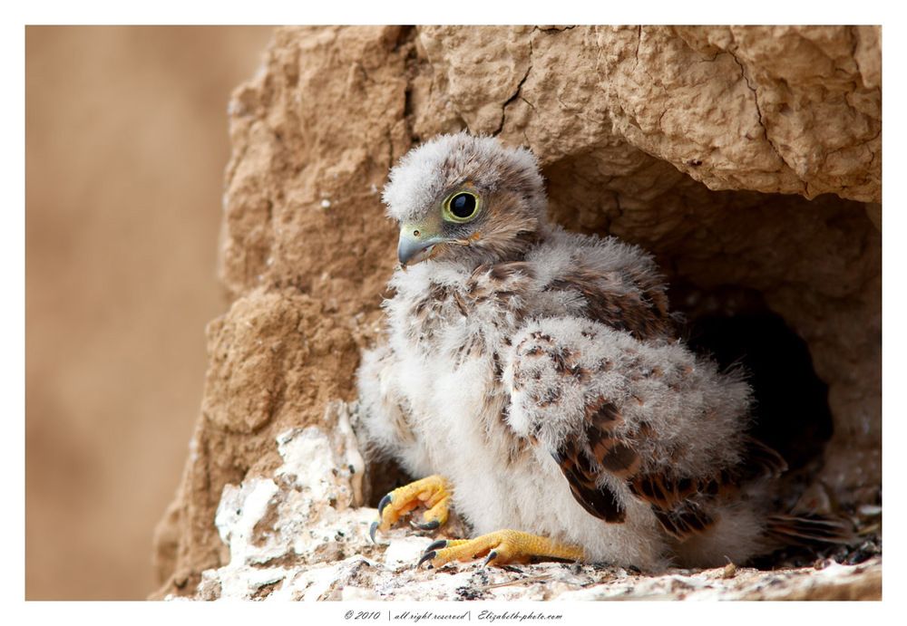 Птенец Пустельги (Falco tinnunculus)
