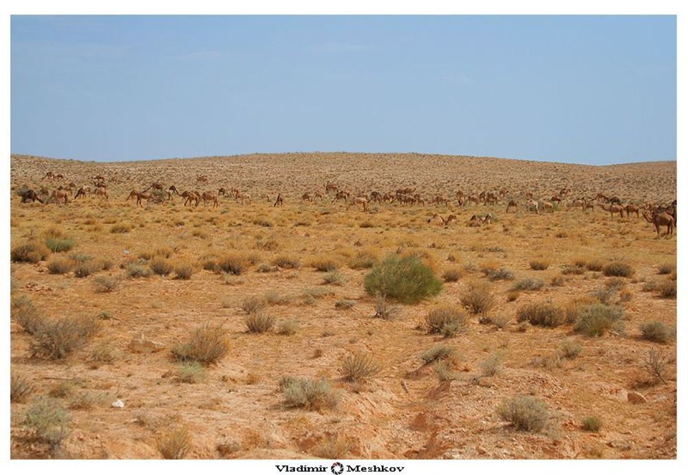 Сахара (араб. صحراء, фр. Sahara) .
Драмадеры в свободном пастбище.
В горных районах пустыни встречается реликтовая неогеновая флора, зачатую родственная средиземноморской, много эндемиков. Среди реликтовых древесных растений, произрастающих в горных районах — некоторые виды олив, кипариса и мастиковое дерево. Также представлены виды акации, тамарисков и полыни, дум-пальма, олеандр, финик пальчатый, тимьян, эфедра. В оазисах возделывают финики, инжир, оливковые и фруктовые деревья, некоторые цитрусовые, различные овощи. Травяные растения, произрастающие во многих частях пустыни, представлены родами триостница, полевичка и просо. На побережье Атлантического океана растёт прибрежница и другие солестойкие травы. Различные комбинации эфемеров образуют сезонные пастбища, называемые ашебами. В водоёмах встречаются водоросли.