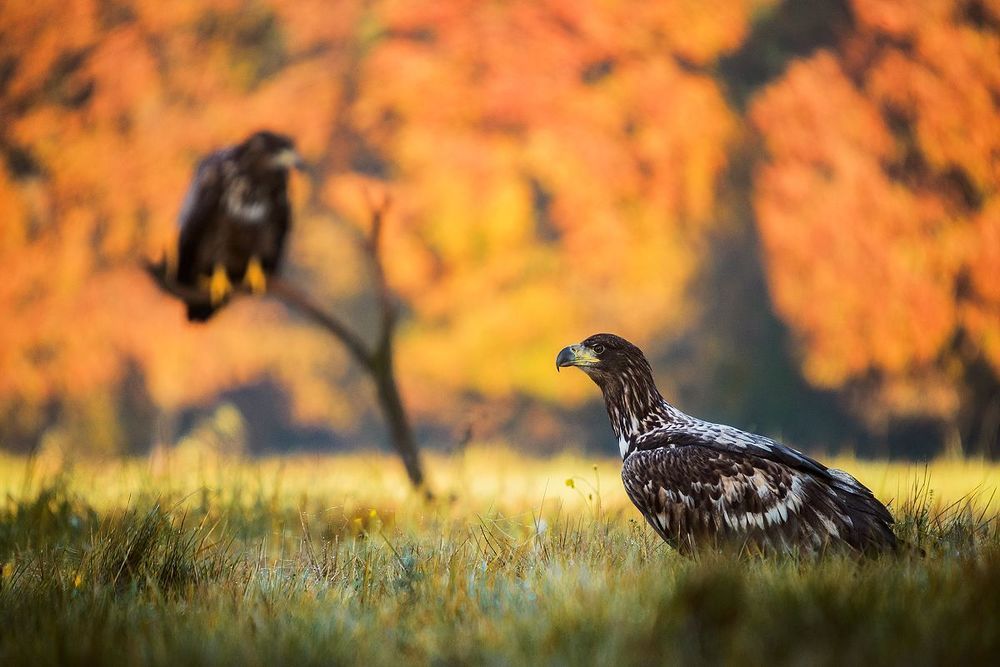 Eagles...