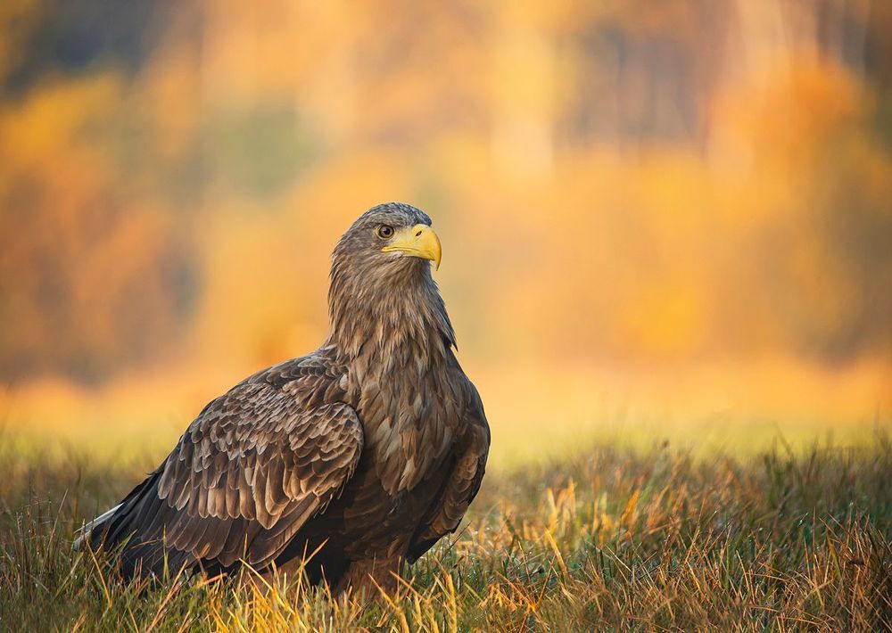 Eagles...
