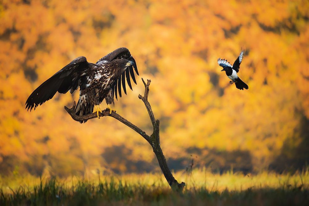Eagles...