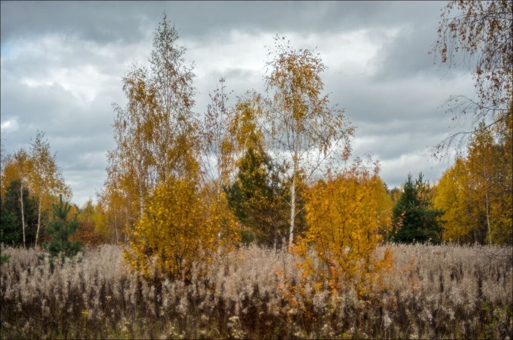 Осень на лугах Иван-чая