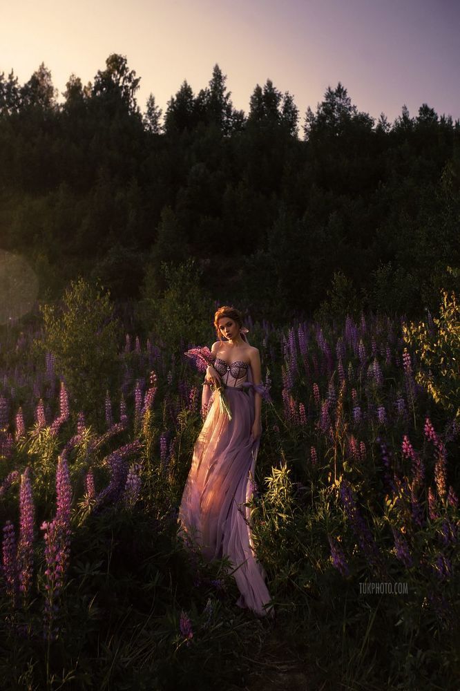 Lupinus