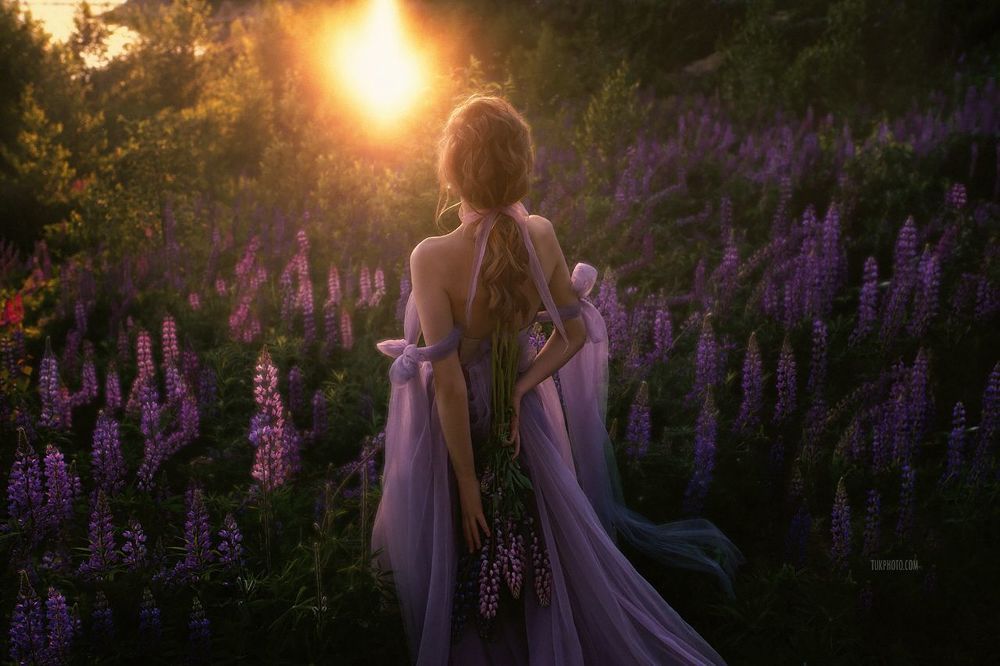 Lupinus