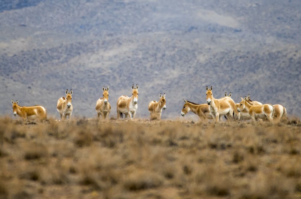 Кулан или дикий осёл (лат. Equus hemionus)