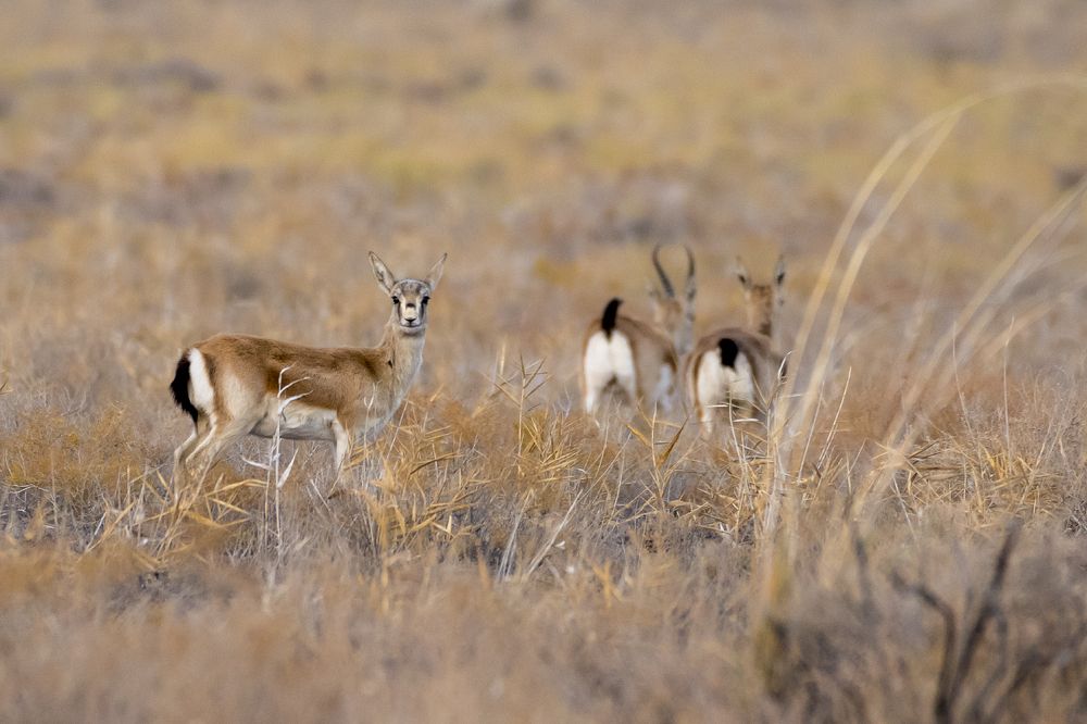 Джейран (лат. Gazella subgutturosa)