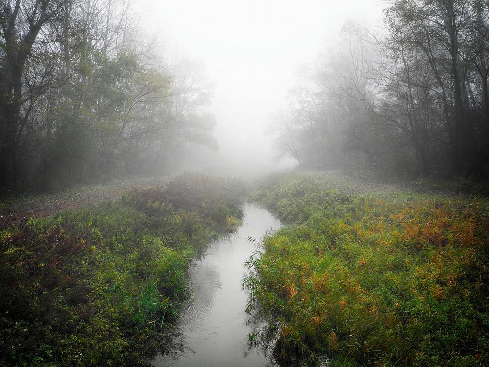 Foggy river