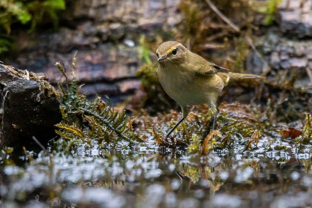 Common Chiffchaff