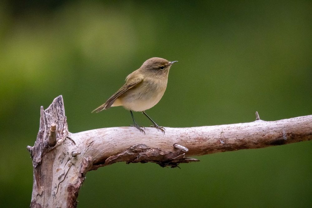 Common Chiffchaff