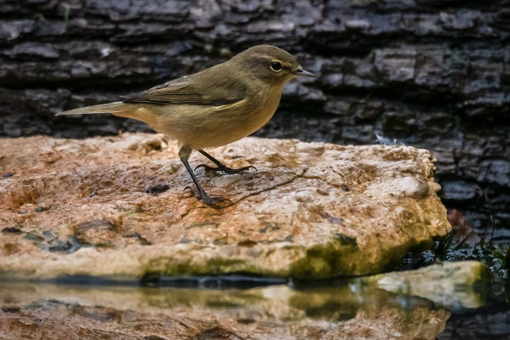 Common Chiffchaff