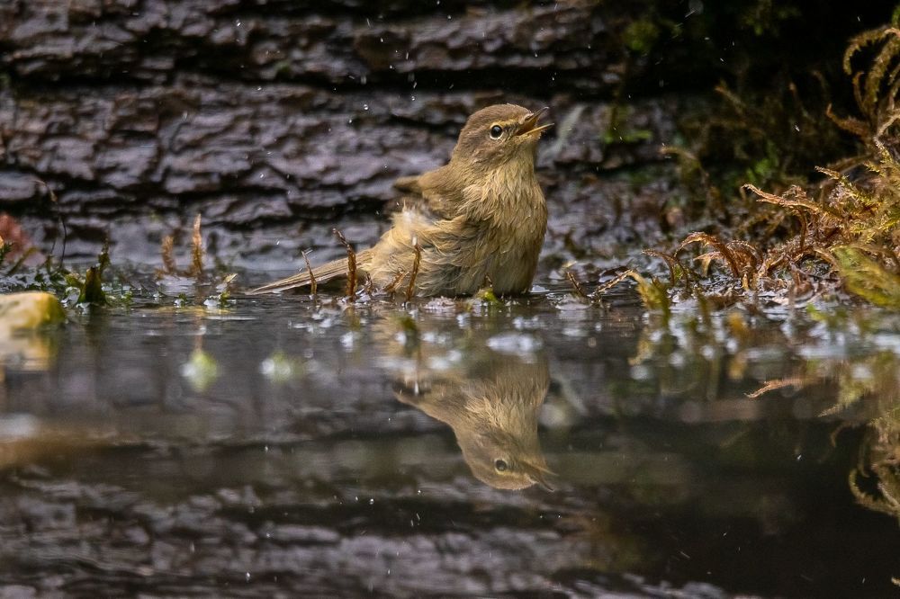 Common Chiffchaff