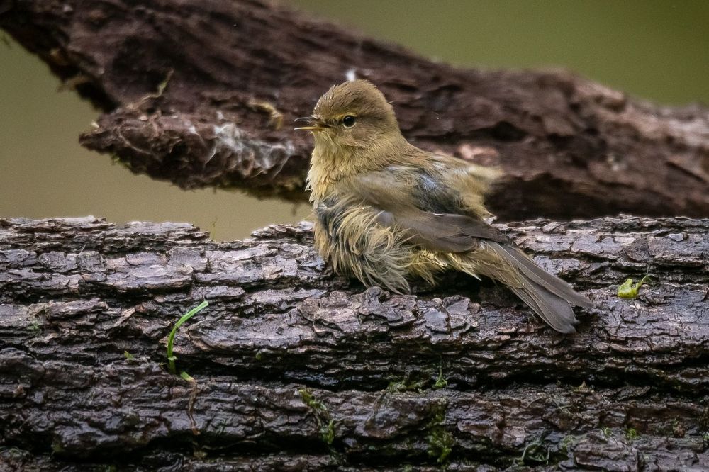 Common Chiffchaff