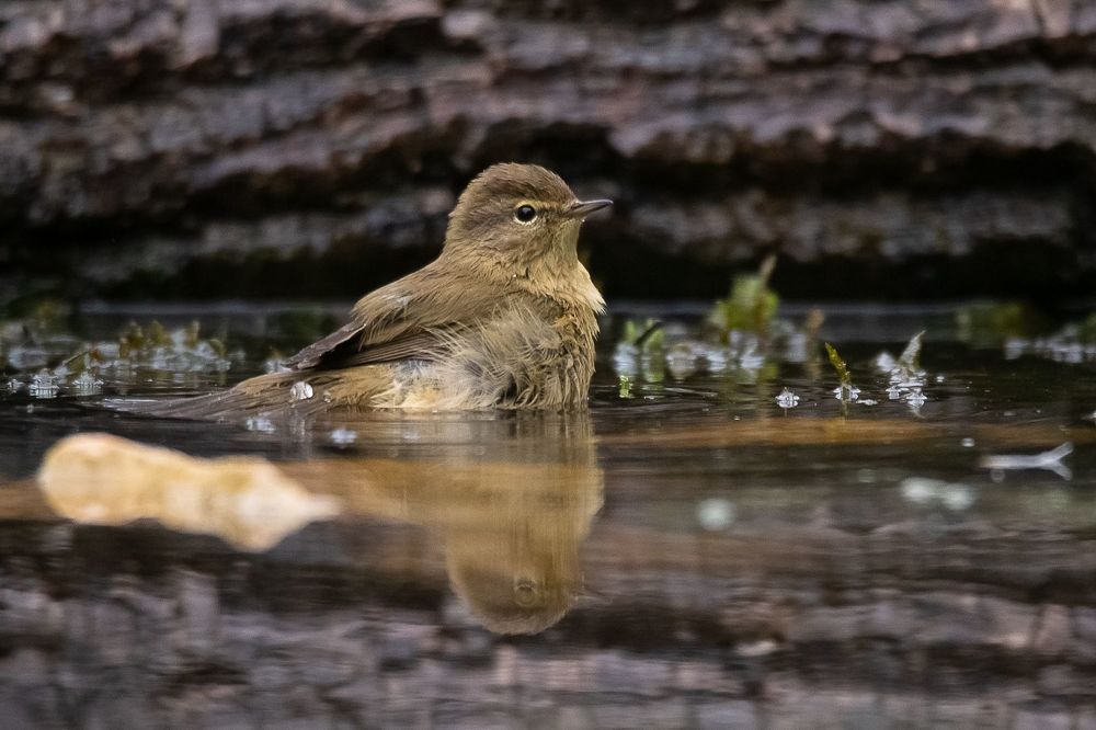 Common Chiffchaff