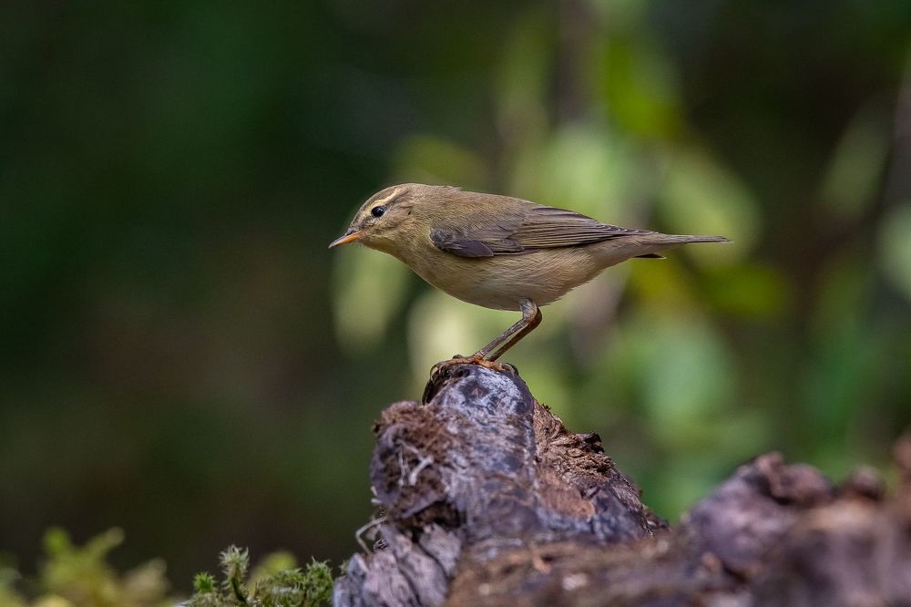 Common Chiffchaff
