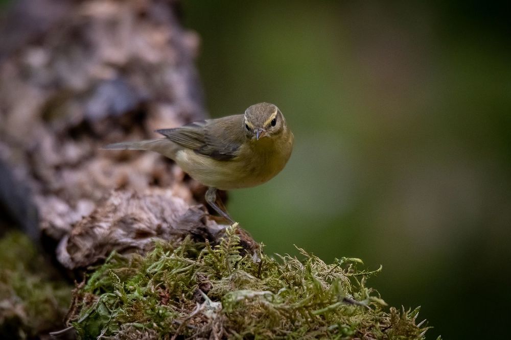 Common Chiffchaff