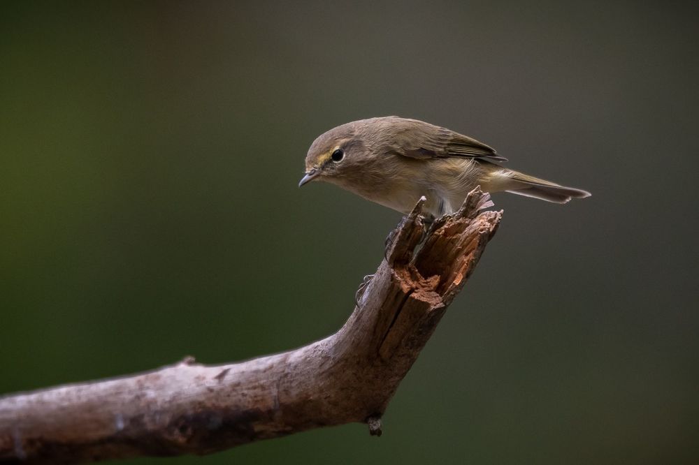 Common Chiffchaff