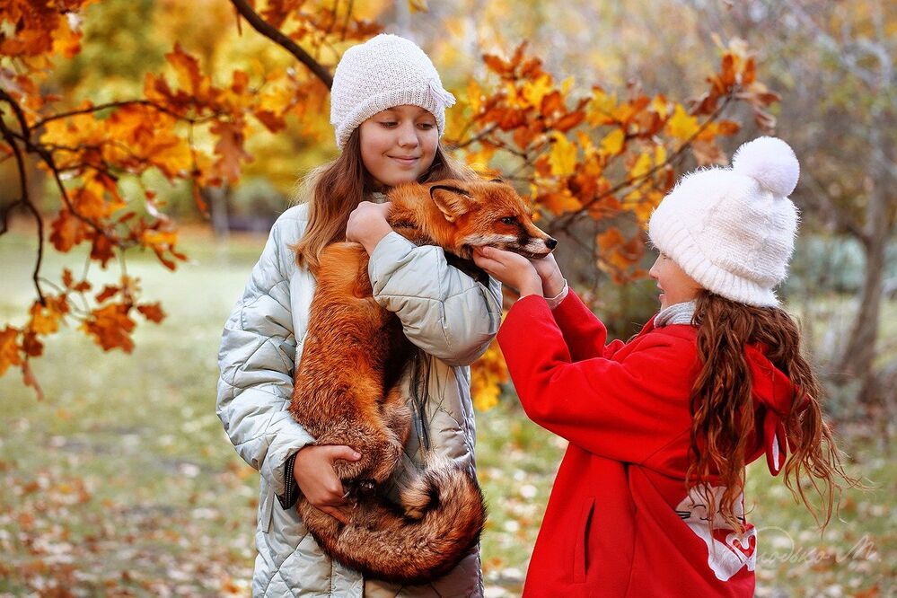 Лисички)