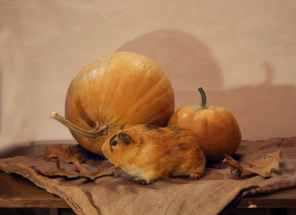 Беня и тыквы
